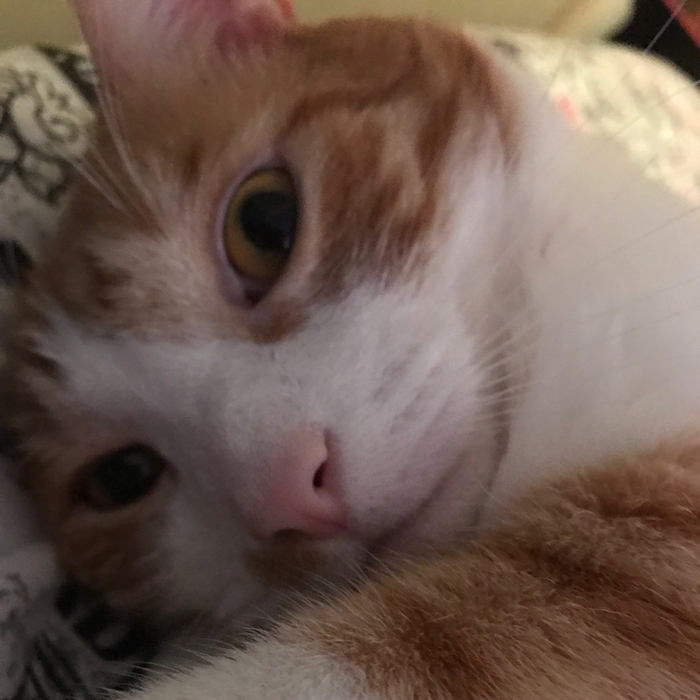 Meet your Posher, Ada